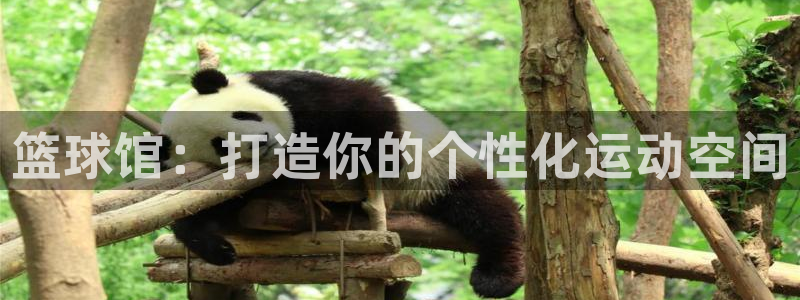 熊猫体育直播：篮球馆：打造你的个性化运动空间